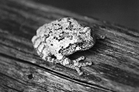 Treefrog - Black and White